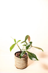 Philodendron 69686